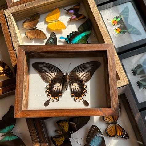 Butterfly Display Etsy