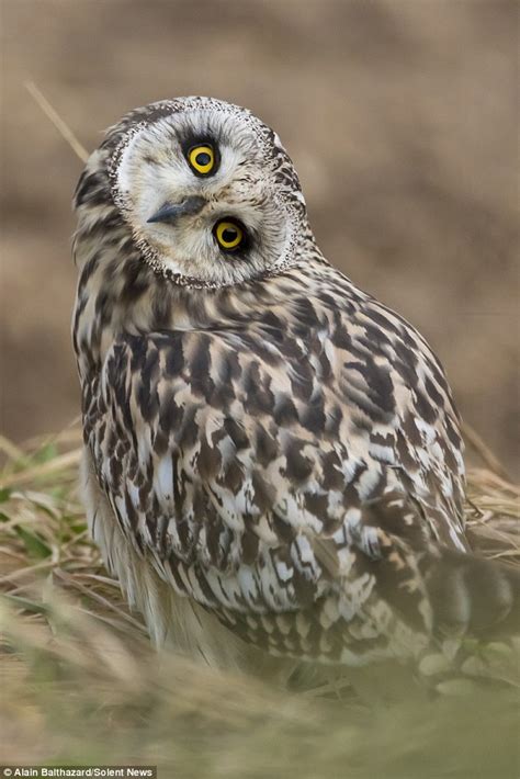 Alain Balthazard Photographs An Owl Flipping Its Head Upside Down