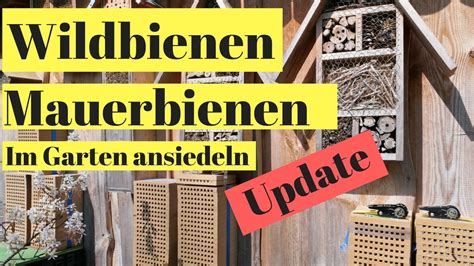 We did not find results for: Mauerbienen Wildbienen im Garten ansiedeln - Update - YouTube