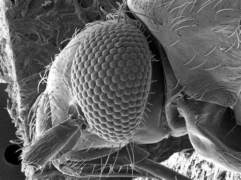 We did not find results for: Related image | Insect eyes, Animal cell, Things under a ...