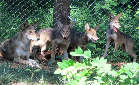 Red Wolf Pups On Exhibit At The Wnc Nature Center Mountain Xpress