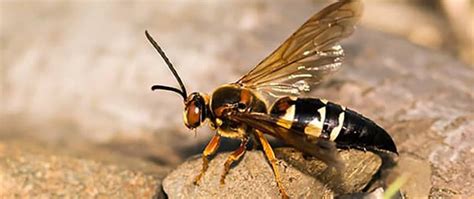 How To Get Rid Of Cicada Killer Wasps Do It Yourself Pest Control