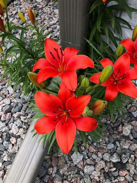 Lilium Asiatic Crimson Pixie Lilium Asiatic Crimson Pixie