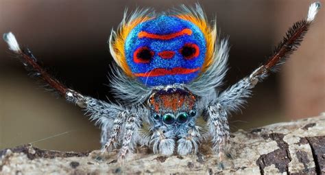 Top 10 Strangely Beautiful And Unusual Spiders
