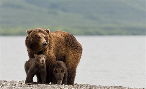 Mother Bear Protecting Cubs Paolobarbarini Flickr