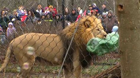 Seneca Park Zoo Celebrates Happy Noon Year