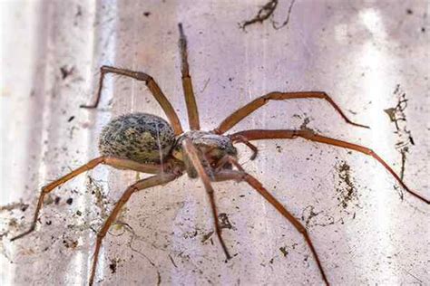 Venomous Spiders Of Texas Spider Control And Prevention