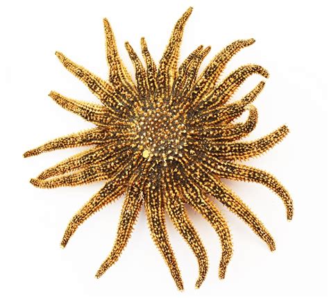 Natural Dried Multi Leg Sunflower Starfish Large 6