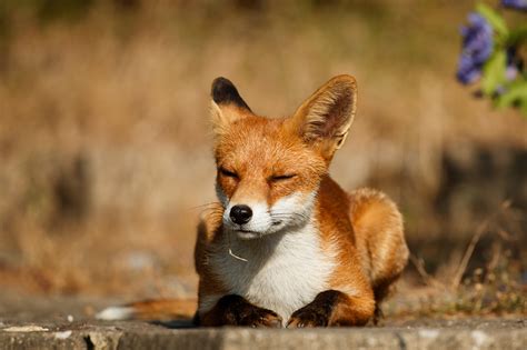 Foxes Everything Is Permuted
