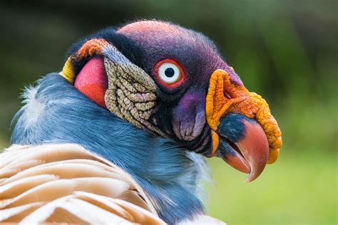 This Colorful Bird Is Actually A Vulture The Dodo