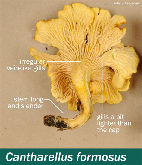 Cantharellus Formosus Mushrooms Up Edible And Poisonous Species Of