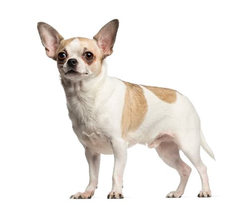 Premium Photo Chihuahua Puppy Sitting Looking Up Isolated On White