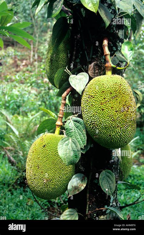 Jack Fruit Kerala Stock Photo Alamy