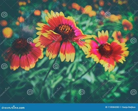 Yellow Orange Flowers Blooming In Summer Stock Image Image Of Color