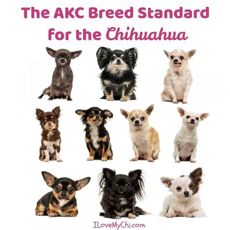 Types Of Chihuahua All Breed Variations With Pictures 47 Off