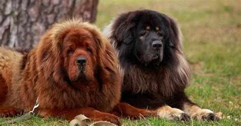 Tibetan Mastiff Dog Breed Complete Guide Az Animals