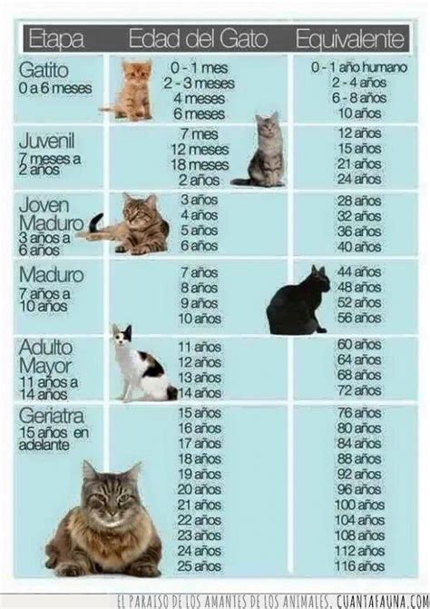 ¿sabes cuántos años tiene tu gato edad de gatos gatos informacion de gatos
