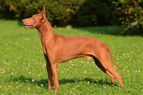 Although a hunting dog, this breed is known to make a great family companion due to its loving and friendly nature. Cirneco dell'Etna Dog Breed Information