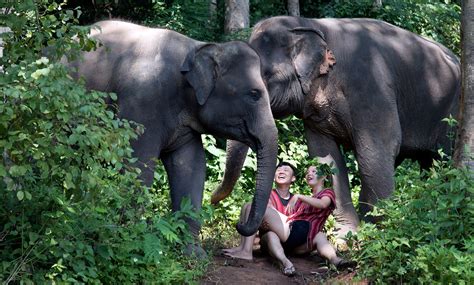 FAQ about Asian elephants in captivity and ethical elephant tours