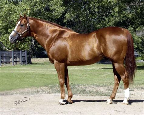 The American Quarter Horse Excels In All Western Disciplines And Is
