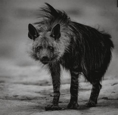 Black Hyena Diy