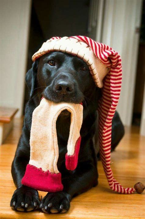 Christmas Labrador Christmas Pet Photos Cute Animals Christmas Dog