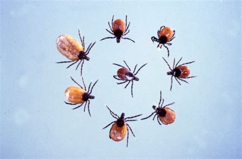 What Do Deer Ticks Look Like Lyme Disease Association