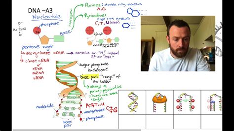 Dna Mindmap Ocr A Level Biology Youtube