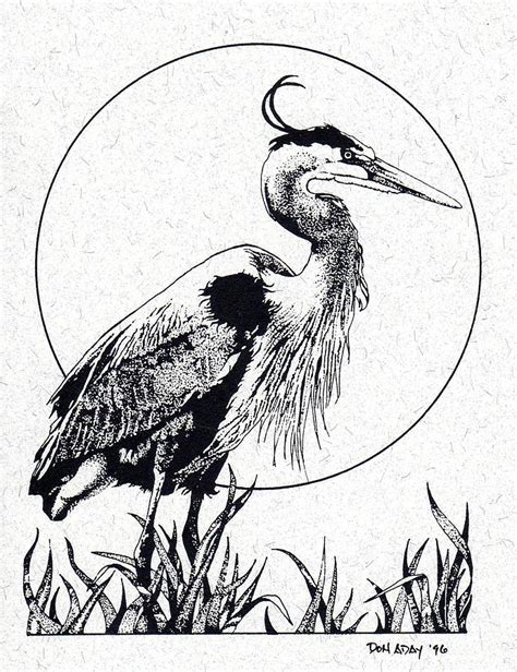 Great Blue Heron Drawing By Donald Aday Fine Art America