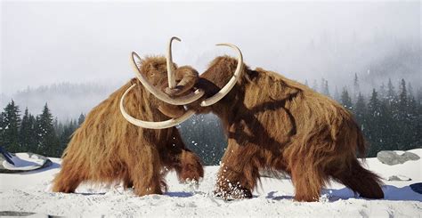 Entrepreneur Plans To Resurrect Woolly Mammoths Natural History Museum