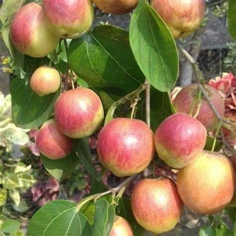 Aliveplant Nursery For All Tree Lovers Apple Ber Combo