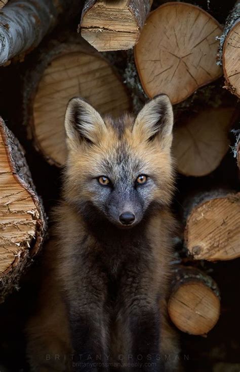 Cross Fox Kit In Logs Canids Brittany Crossman Photography Animals