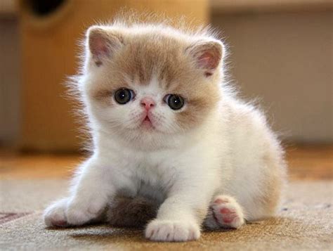 Cutest Kitten Ever This Cant Be Real