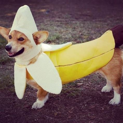 Banana Dog Costume Funny And Cute