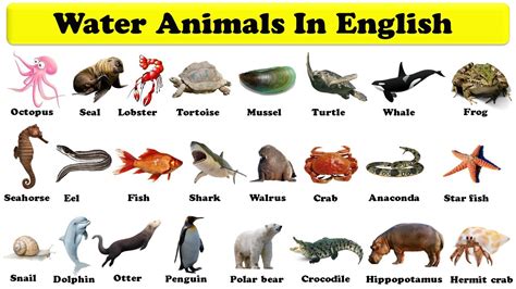 Water Animals In English Sea Animals Sea Creatures With Pdf