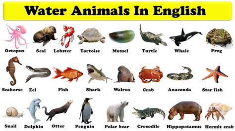 Animais Aquáticos Em Inglês