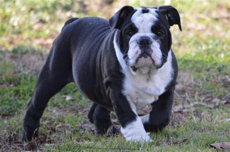 Shrinkabulls style english bulldog gender: AKC English Bulldog pup -Rare Bronze/Seal Male! for Sale ...