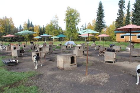 Forty Four Cheerful Alaska Huskies Live In The Open Dog Yard At The