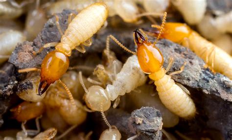 What Time Of Year Are Termites Most Active Pest Aid