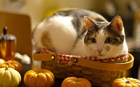 Cats And Thanksgiving Wallpapers Wallpaper Cave