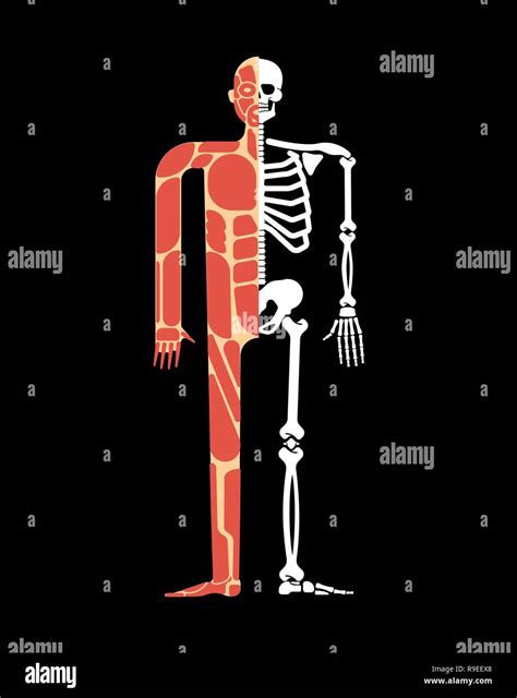 Sistema Músculo Esquelético Anatomía Muscular Y El Esqueleto Sistema