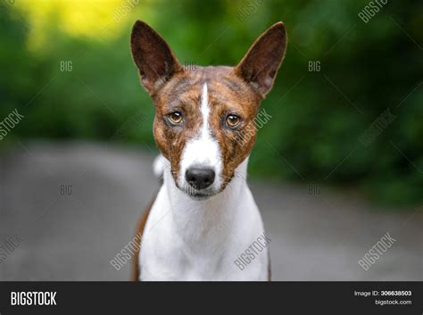 Portrait Red Basenji Image And Photo Free Trial Bigstock