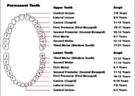 Eruption Dates For Permanent Teeth Al Dente