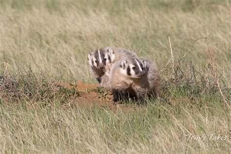 American Badger Cubs Check Out Their New World Well This W Flickr