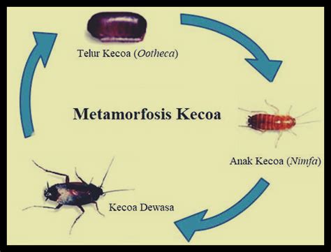 Sedangkan pada metamorfosis tidak sempurna, hewan tidak mengalami fase pupa atau kepompong. Metamorfosis - Pengertian, Jenis, Penjelasan, dan Contoh