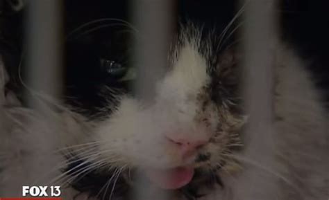 ‘zombie Cat Comes Back To Life Shows Up 5 Days After Burial