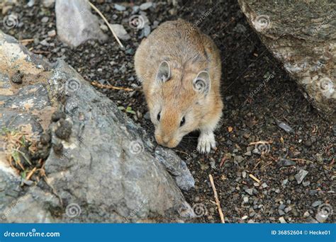 Field Hamster Stock Photo Image Of Meadow Mouse Snout 36852604