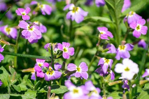 How To Grow Virginia Stock Flowers Gardeners Path