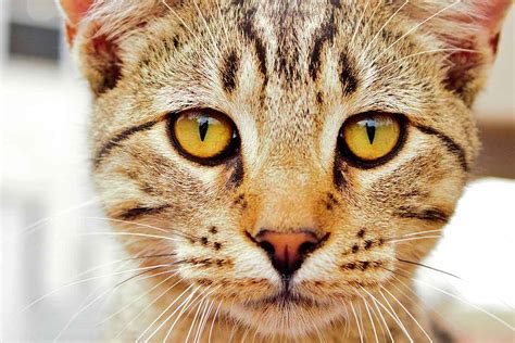 Cat Body Language What Your Cats Eyes Tell You About His
