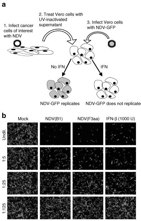 Check spelling or type a new query. Newcastle disease virus (NDV) induces antiviral response ...